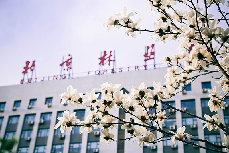 北京林业大学文凭(北京林业大学文凭好考吗)